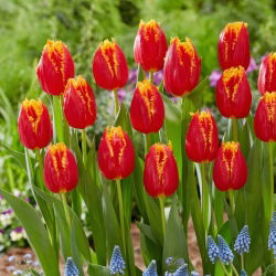 Tulipan Fabio - duża paczka! - 50 szt.