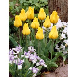 Tulipan Golden Tango - GIGA paczka! - 250 szt.