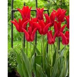 Tulipan Moneymaker - GIGA paczka! - 250 szt.