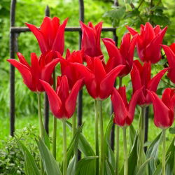 Tulipan Moneymaker - duża paczka! - 50 szt.