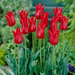 Tulipan liliokształtny czerwony - Lilyflowering red - 5 szt.