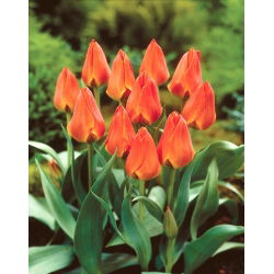 Tulipan Orange Elite - 5 szt.