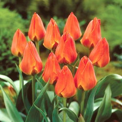 Tulipan Orange Elite - duża paczka! - 50 szt.