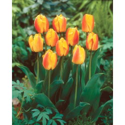 Tulipan Oxford Wonder - 5 szt.