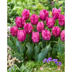 Tulipan Parrot Prince - 5 szt.
