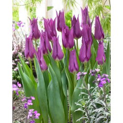 Tulipan liliokształtny fioletowy - Lilyflowering purple - duża paczka! - 50 szt.