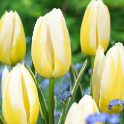 Tulipan Happy People - GIGA paczka! - 250 szt.