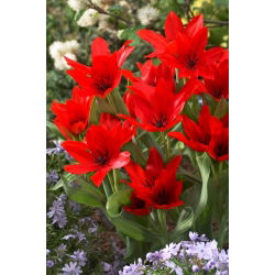 Tulipan Praestans Zwanenburg Variety - 5 szt.