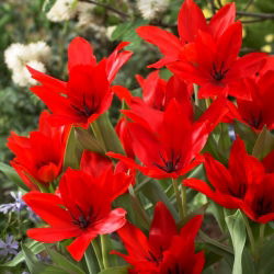 Tulipan Praestans Zwanenburg Variety - 5 szt.