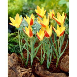 Tulipan Tinka - GIGA paczka! - 250 szt.