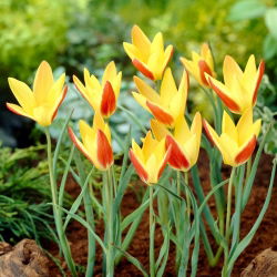 Tulipan Tinka - 5 szt.