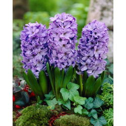 Hiacynt Blue Star - 3 szt.