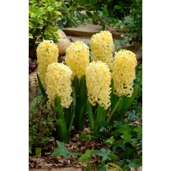Hiacynt Yellow Queen - GIGA paczka! - 150 szt.