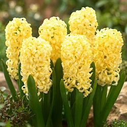 Hiacynt Yellow Queen - duża paczka! - 30 szt.