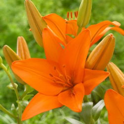 Lilia azjatycka - Orange Ton