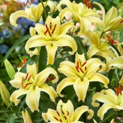 Lilia orientalna miniaturka - Gold Fever - GIGA paczka! - 50 szt.
