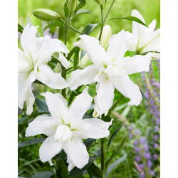 Lilia - Lotus Beauty - orientalna, pełna
