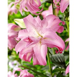 Lilia - Lotus Dream - orientalna, pełna - duża paczka! - 10 szt.