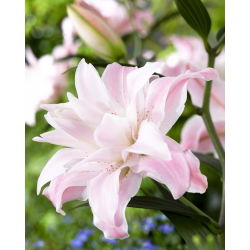 Lilia - Lotus Queen - orientalna, pełna - GIGA paczka! - 50 szt.