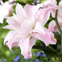 Lilia - Lotus Queen - orientalna, pełna - duża paczka! - 10 szt.