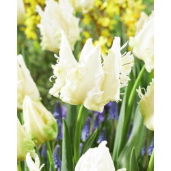 Tulipan Agrass Parrot - GIGA paczka! - 250 szt.
