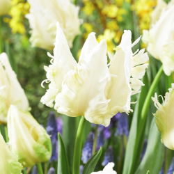Tulipan Agrass Parrot - duża paczka! - 50 szt.
