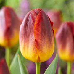 Tulipan Amberglow - 5 szt.