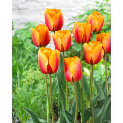 Tulipan Cash - 5 szt.