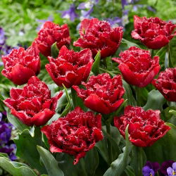 Tulipan Cranberry Thistle - duża paczka! - 50 szt.