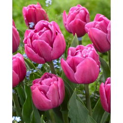 Tulipan Double You - duża paczka! - 50 szt.