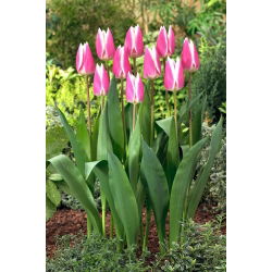 Tulipan Early Surprise - 5 szt.