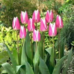 Tulipan Early Surprise - 5 szt.