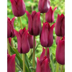 Tulipan Merlot - 5 szt.