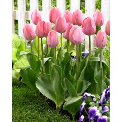 Tulipan Mystic Van Eijk - 5 szt.