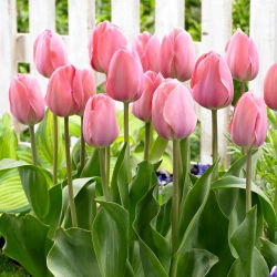 Tulipan Mystic Van Eijk - 5 szt.