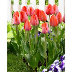 Tulipan Orange Van Eijk - GIGA paczka! - 250 szt.