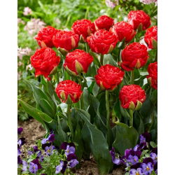 Tulipan Pamplona - 5 szt.