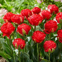 Tulipan Pamplona - 5 szt.