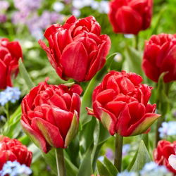Tulipan Red Foxtrot - 5 szt.