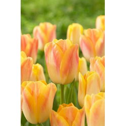 Tulipan Salmon Dynasty - 5 szt.