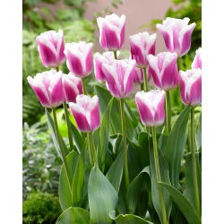 Tulipan Siesta - 5 szt.