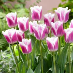 Tulipan Siesta - duża paczka! - 50 szt.