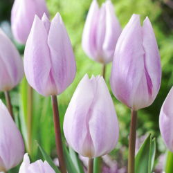 Tulipan Silver Cloud - GIGA paczka! - 250 szt.
