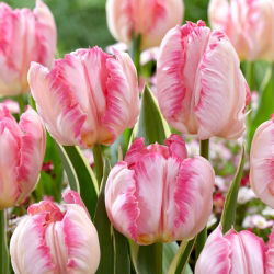 Tulipan Silver Parrot - 5 szt.