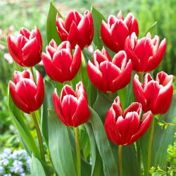 Tulipan Vampire - 5 szt.