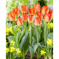 Tulipan American Dream - 5 szt.
