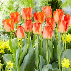 Tulipan American Dream - duża paczka! - 50 szt.