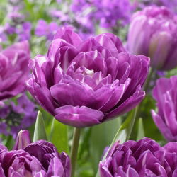 Tulipan Blue Spectacle - 5 szt.