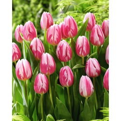 Tulipan Bojangles - 5 szt.