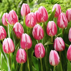 Tulipan Bojangles - 5 szt.